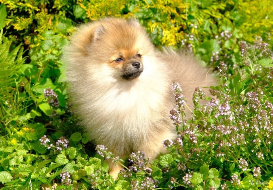 Бисс Вайт Сноу шпиц