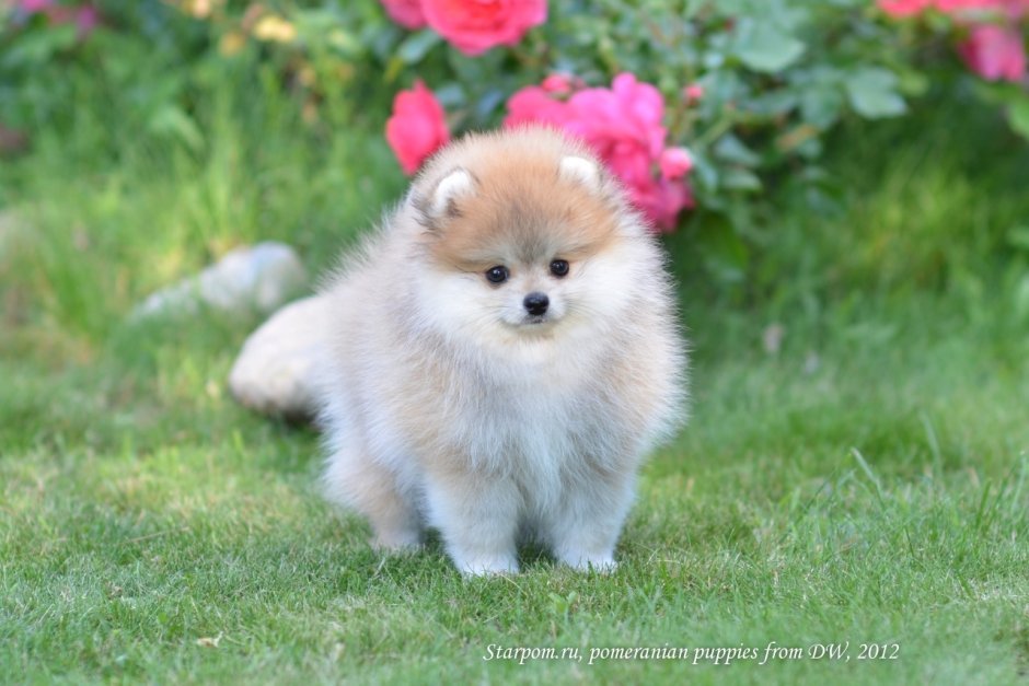 Собака Королевский шпиц