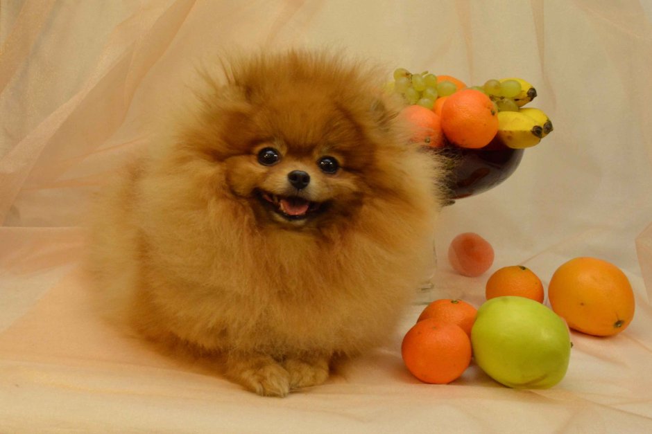 Королевский шпиц