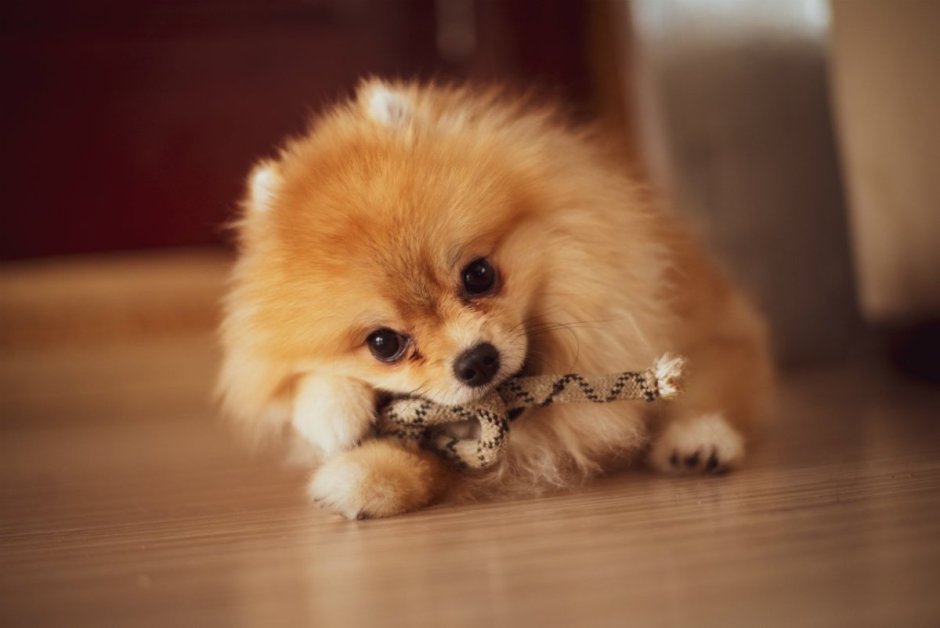 Собака Королевский шпиц