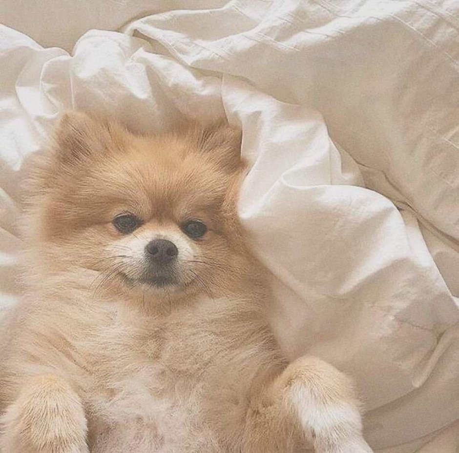 Я счастье я буду жить у тебя