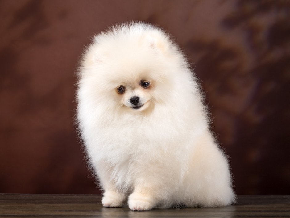 Шпиц померанский карликовый