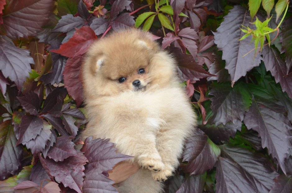 Шпиц померанский карликовый белый