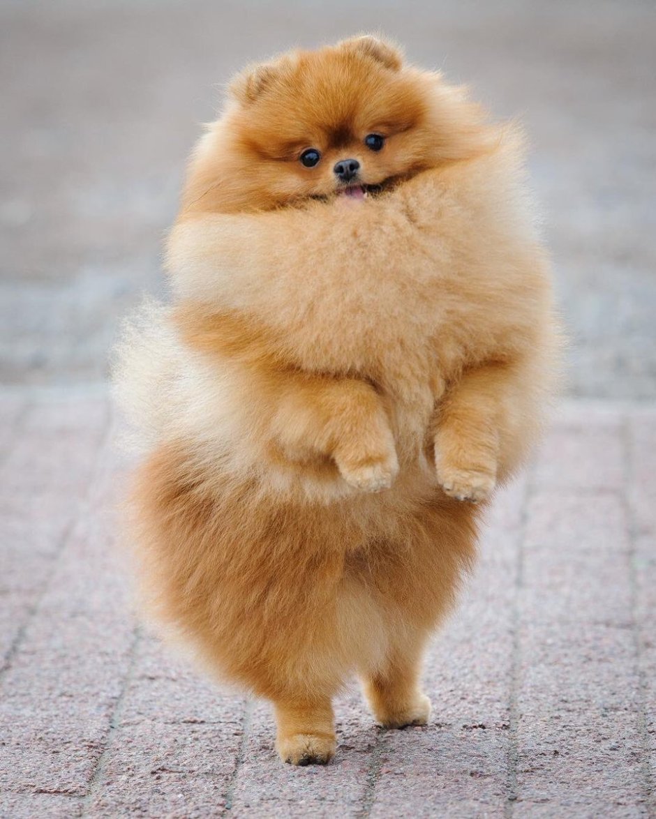 Шпиц цвергшпиц