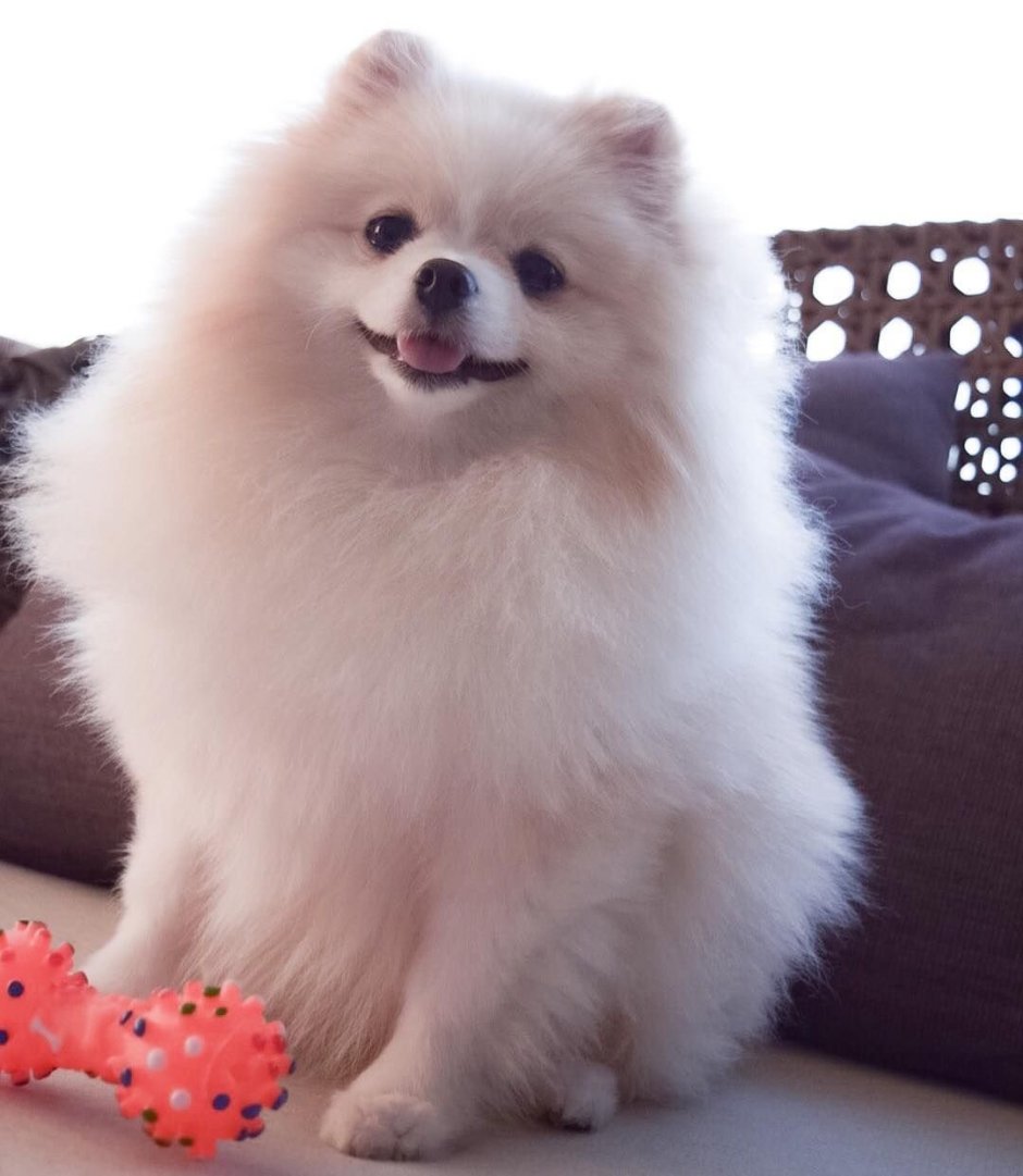 Шпиц короткошерстный