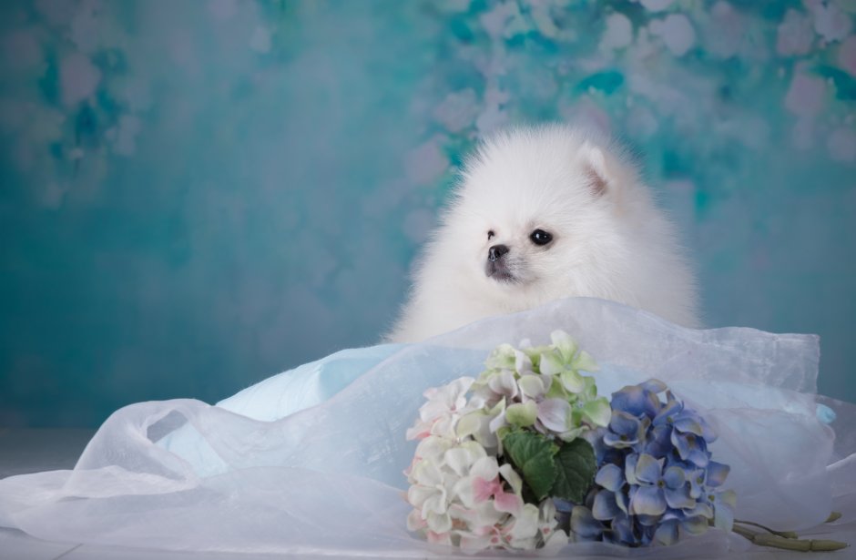 Шпиц померанский медвежьего взрослый