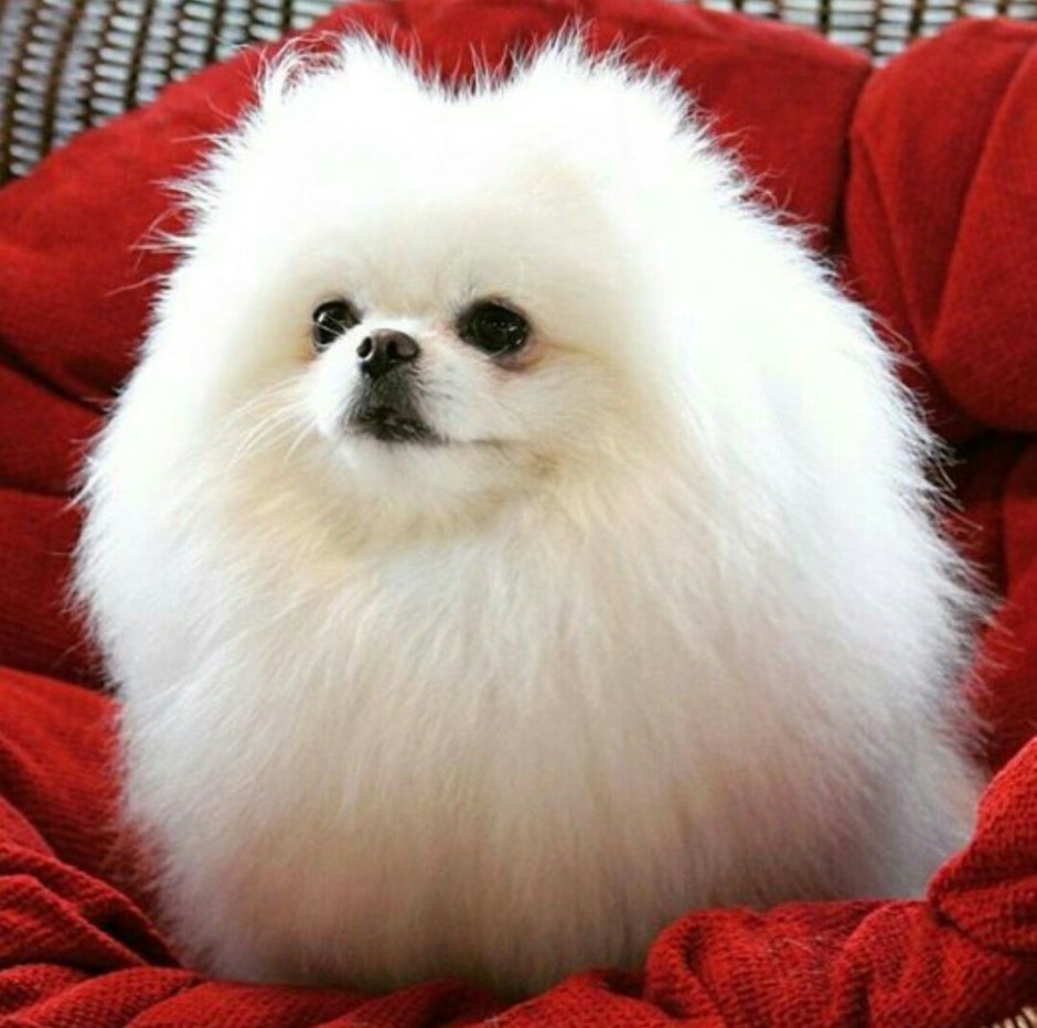 Померанский Пуппи