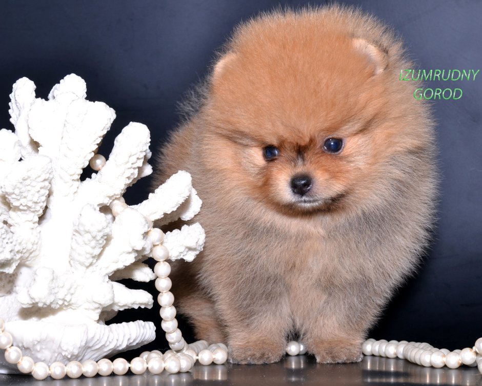 Шпиц померанский карликовый