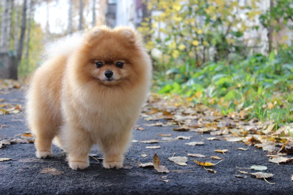 Шпиц как шарик