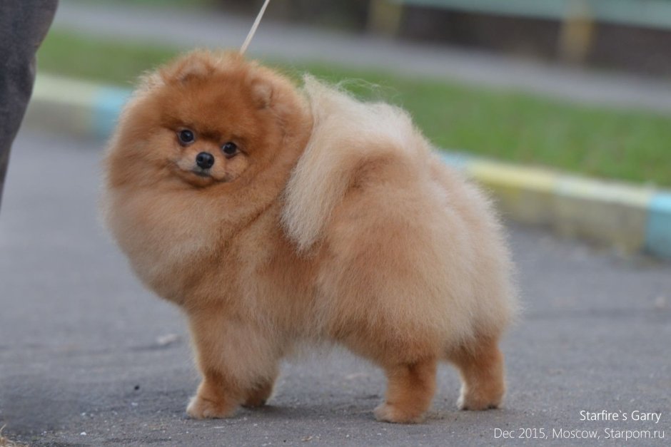 Шпиц белый с красным бантом