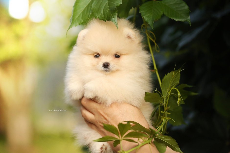 Померанский шпиц