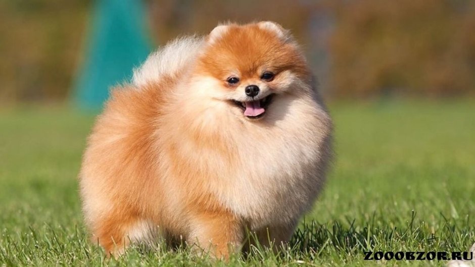 Торфяная собака шпиц