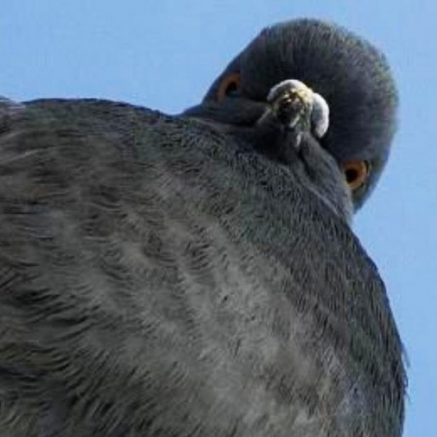 Крутой голубь