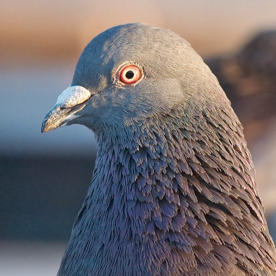 Гулька птица