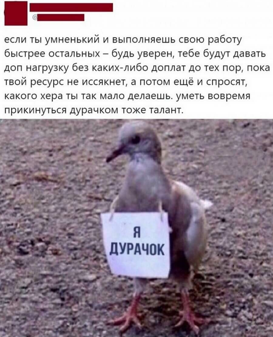Шутки про голубей
