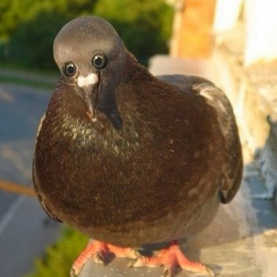 Курящий голубь сигарету