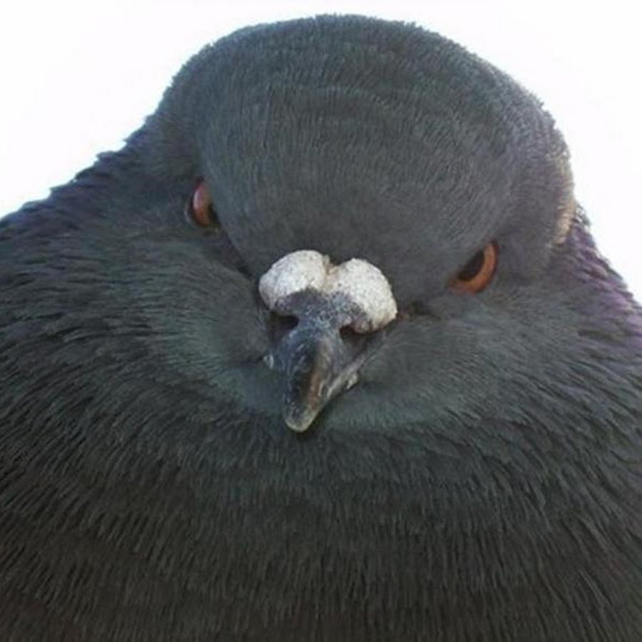 Крутой голубь