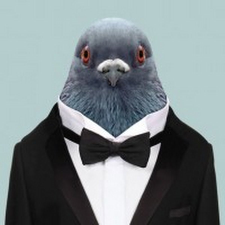 Голубь босс