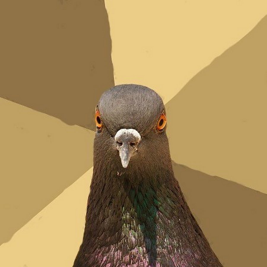 Накаченный голубь