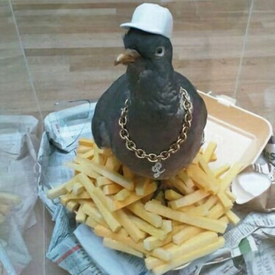 Шутки про голубей