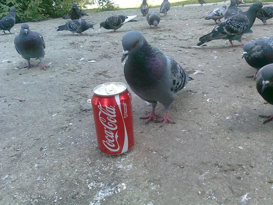 Голубь Сергей