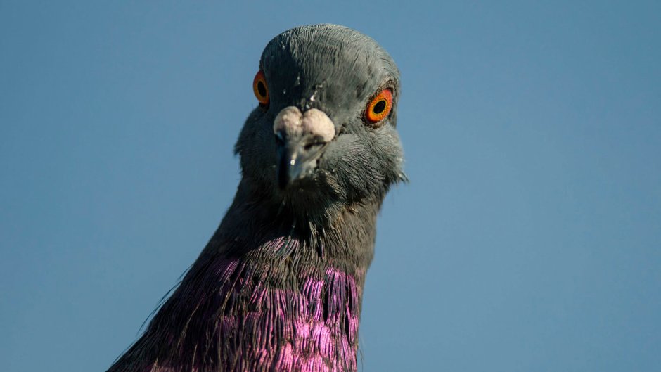 Голубь аватар