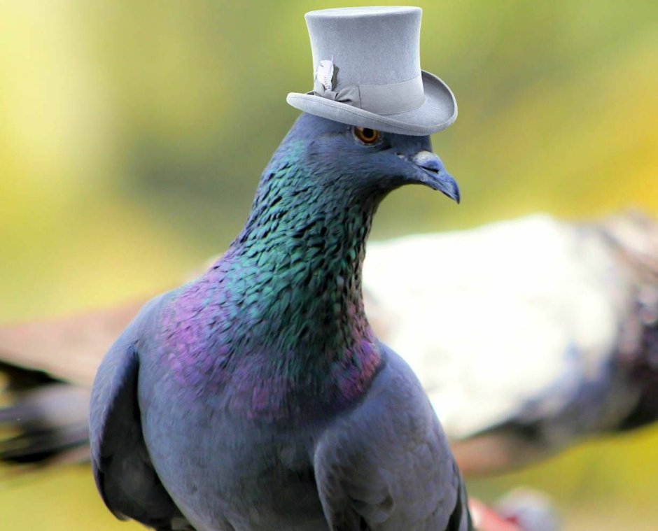 Голубь в шляпе