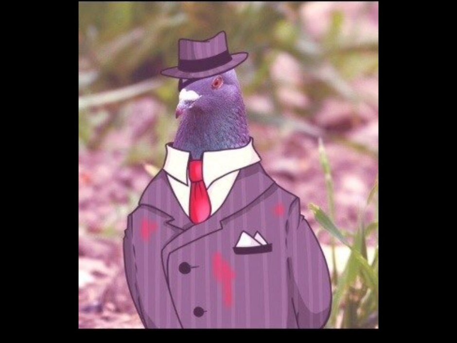 Крутой голубь