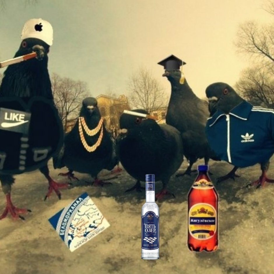 Толстый голубь