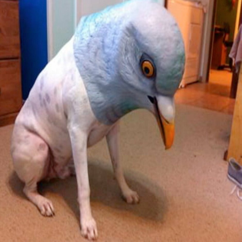 Птица в каске