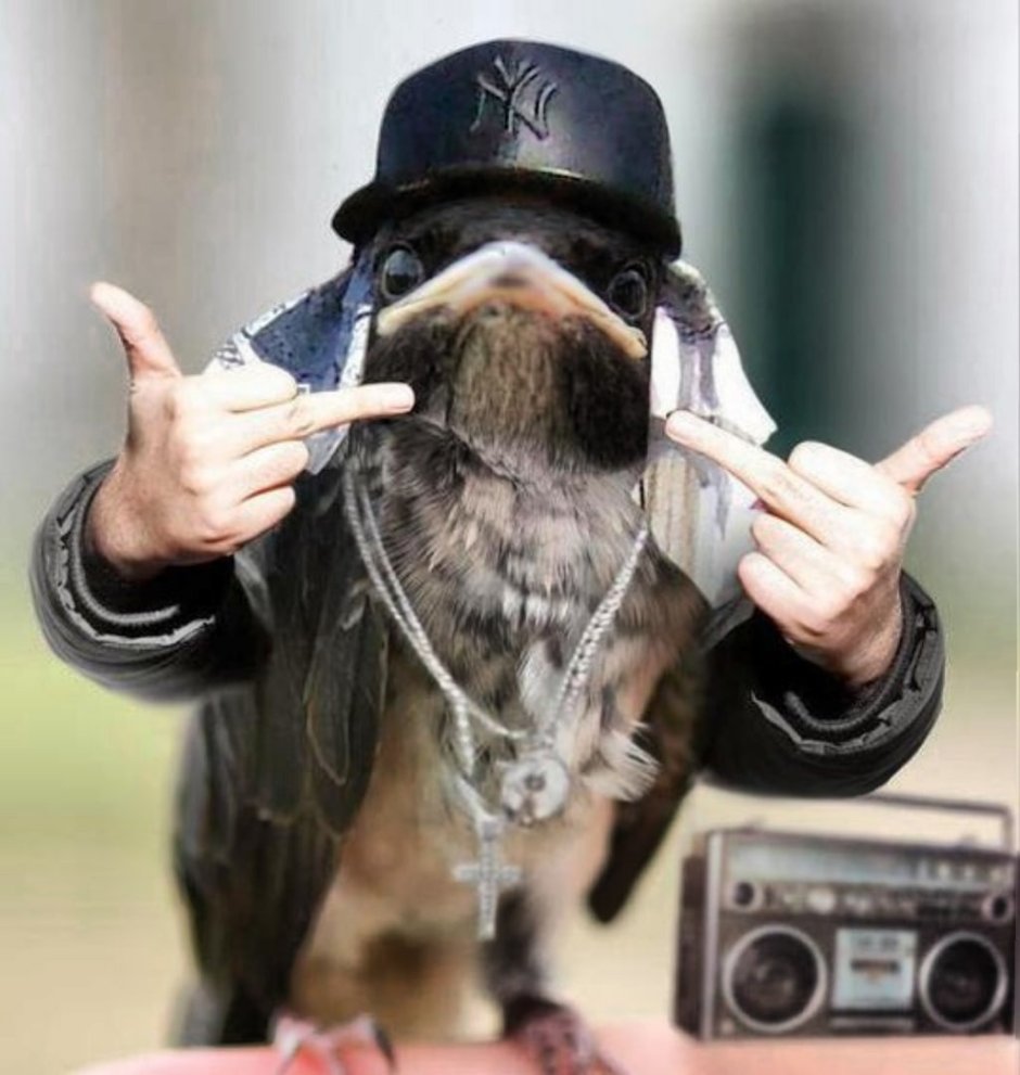 Голубь Наташа