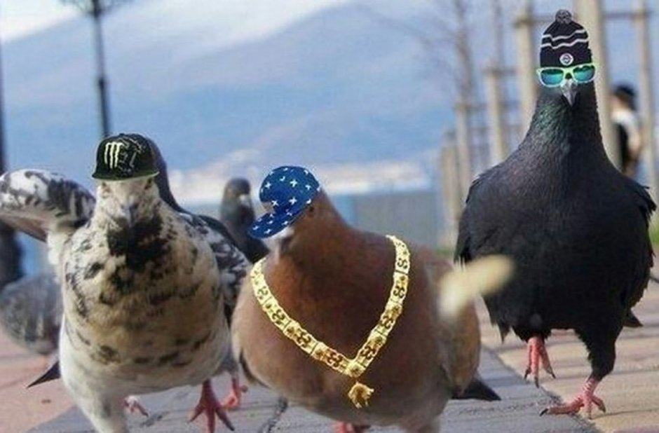 УГАРНЫЙ голубь