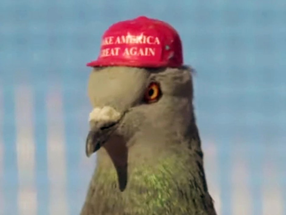 Голубь Михаил Стикеры ВК