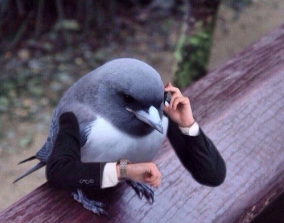 Птица в кепке