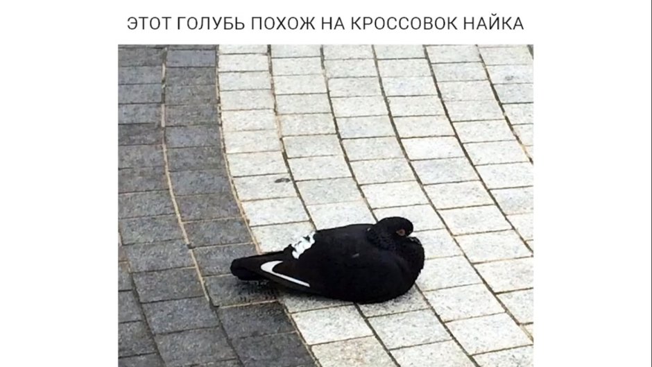 Голубь гопник