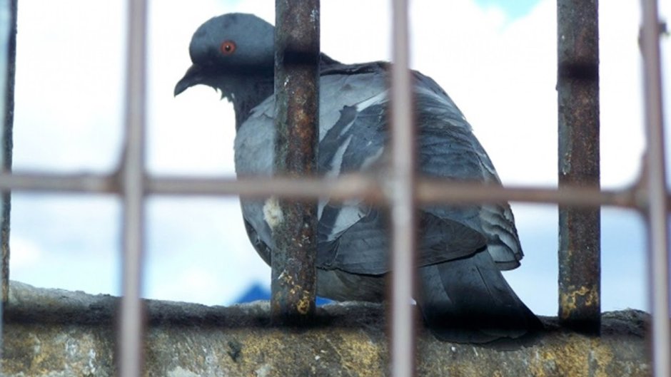 Голуби над зоной