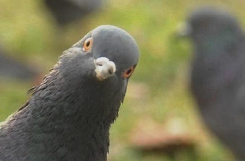 Фото голубя на аву