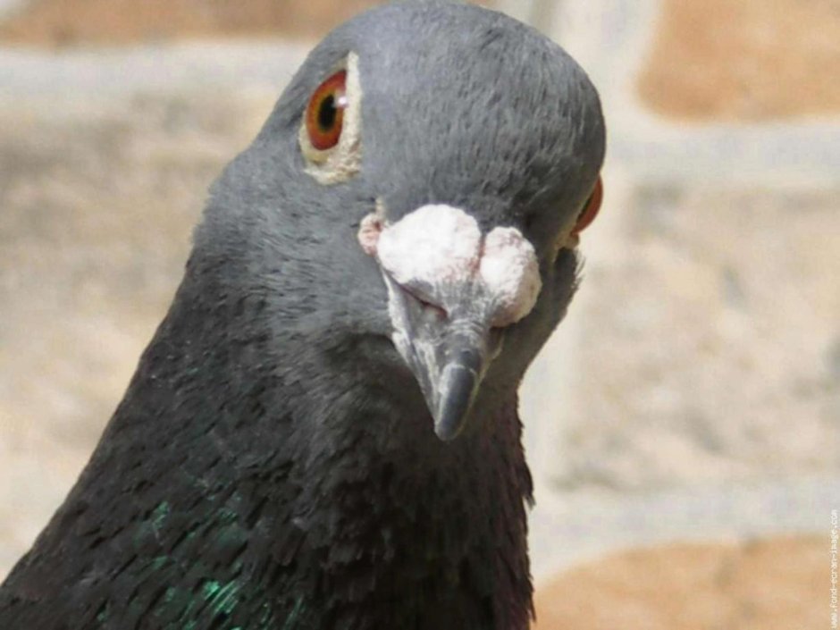 Голуби Васи Бараха