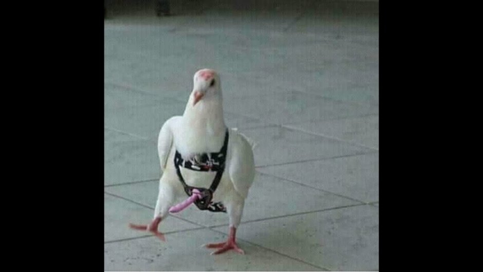 Голубь гопник