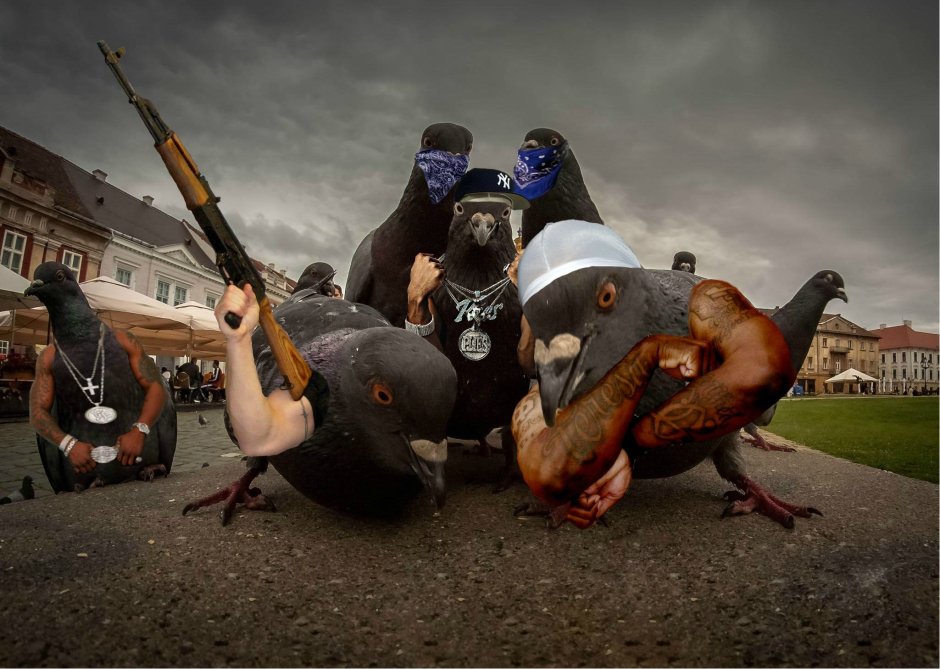 Банда голубей