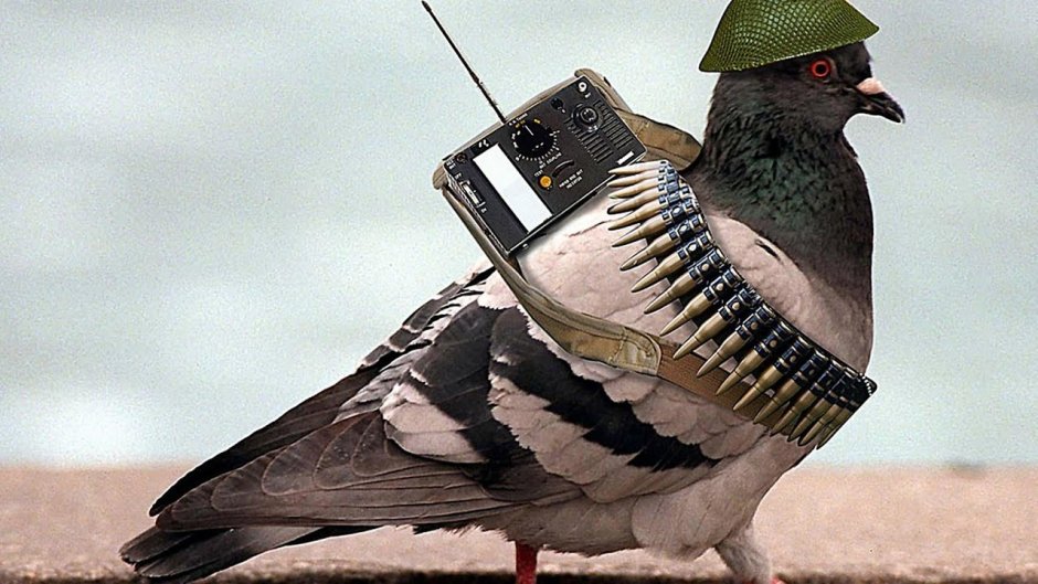 Голубь на скейте