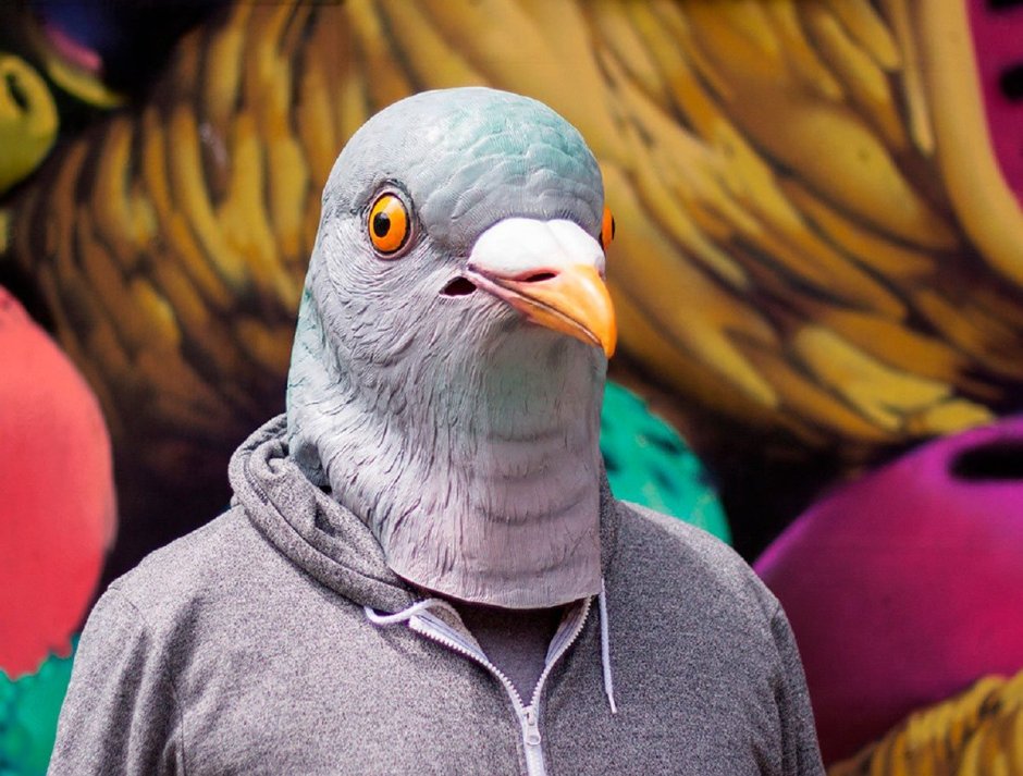 Голубь гуль