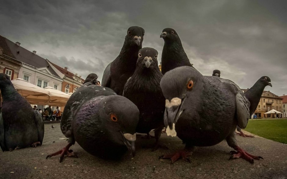 Бешеный голубь