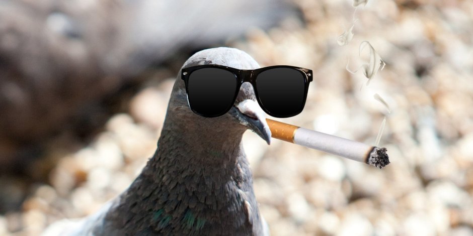 Голубь с фаллоимитатором