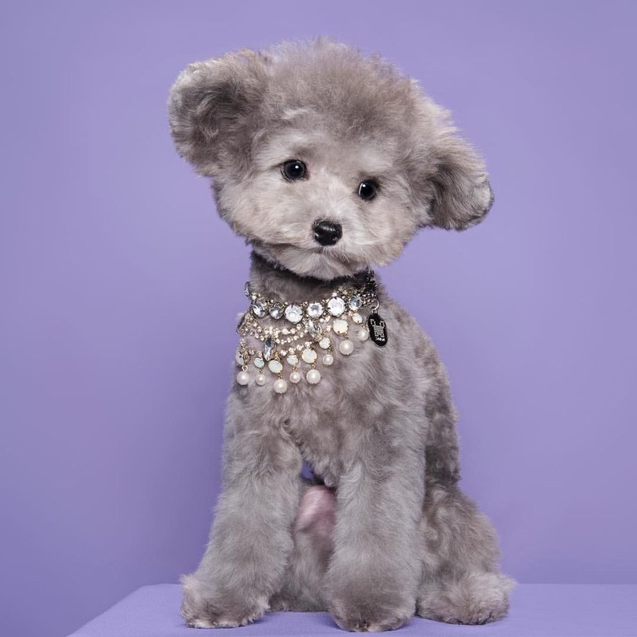 Мальтипу вес