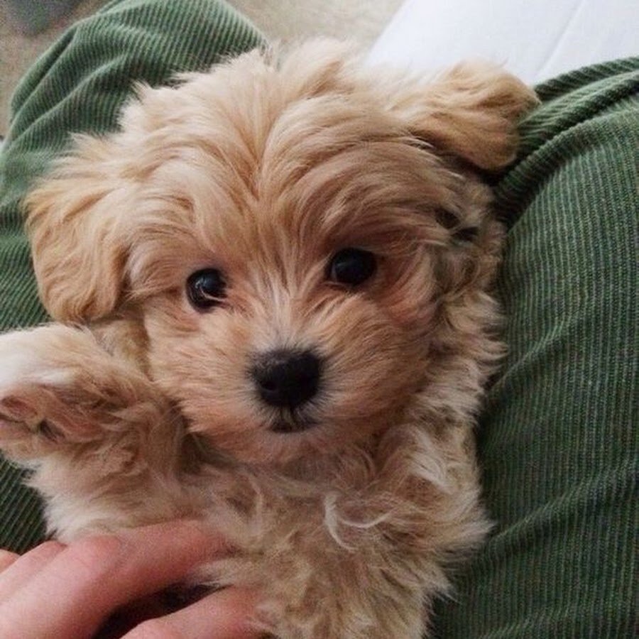 Мальтипу Купер