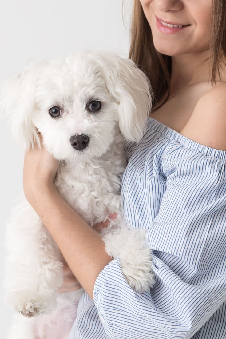 Мальтипу серый