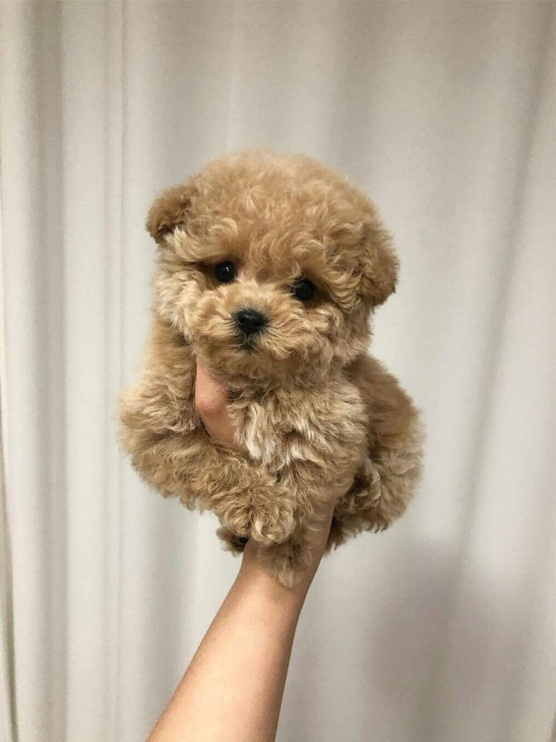 Карликовый пудель мальтипу