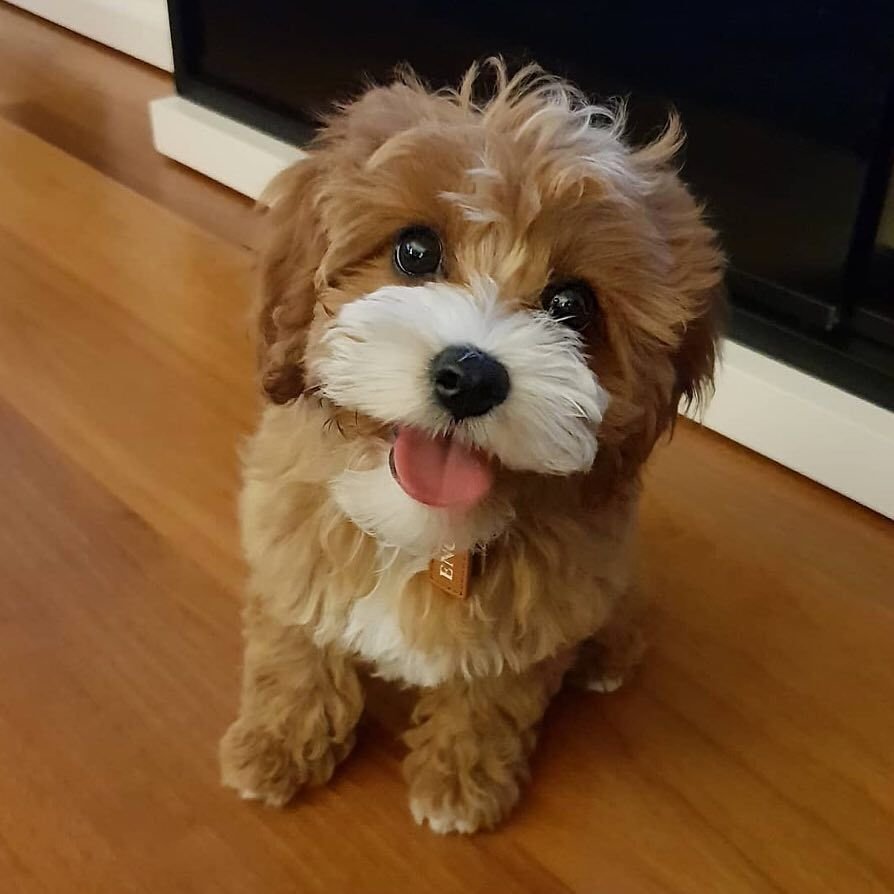 Той пудель Тедди Тикап