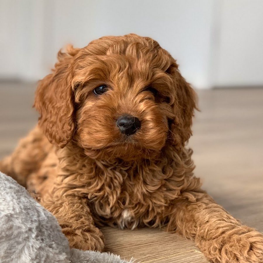 Пудель мальтипу